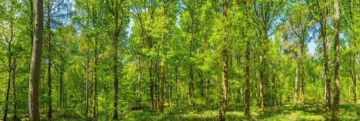 Dappled summer sunlight filtering through the green foliage of a tranquil forest in this idyllic woodland glade.