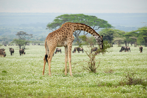 Masai giraffe (Giraffa tippelskirchi), Serengeti, Tanzania