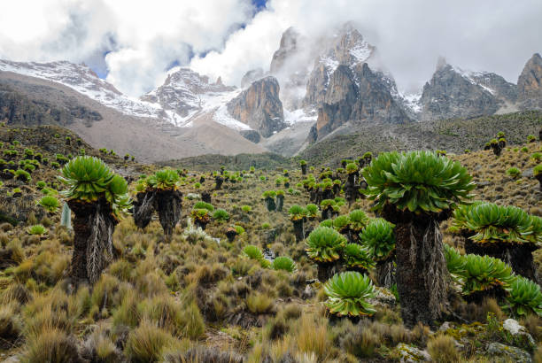 Mount Kenya with Giant Grounsels