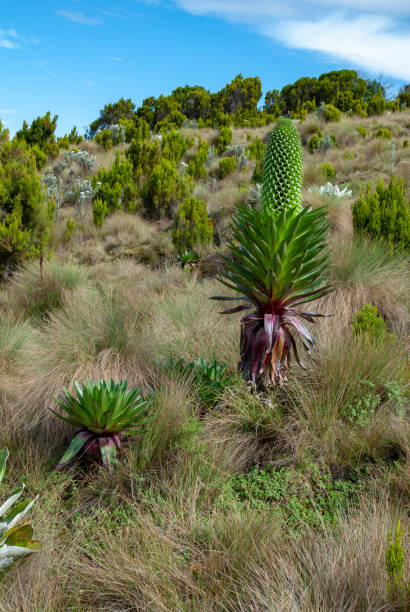 istock Giant lobelia (Lobelia deckenii) in Mount Kenya national park 1494542566