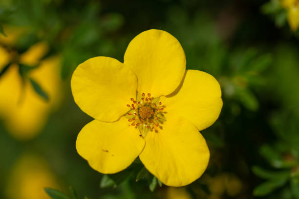 istock yellow  flowers  in the garden 1494544188