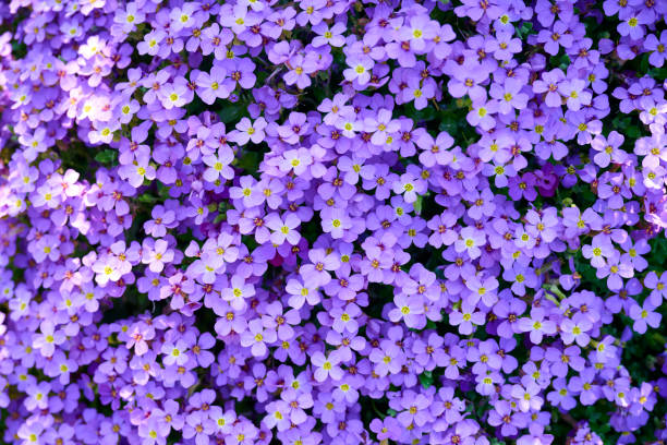 istock Flowers in garden close-up 1494544220