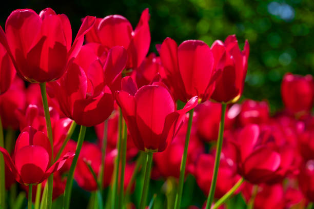 Red vivid colored flowers in flowerbed