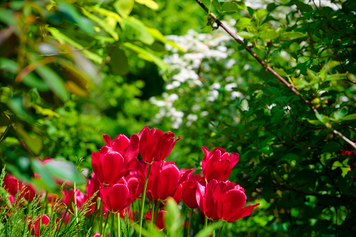 Red vivid colored flowers in flowerbed