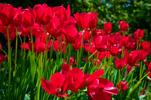 Colorful multi-colored tulips fields. Spring countryside background.