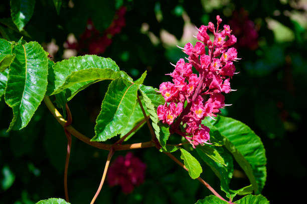 Tree with red flower