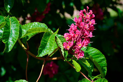 Blooming red horse-chestnut (Aesculus  carnea) at spring