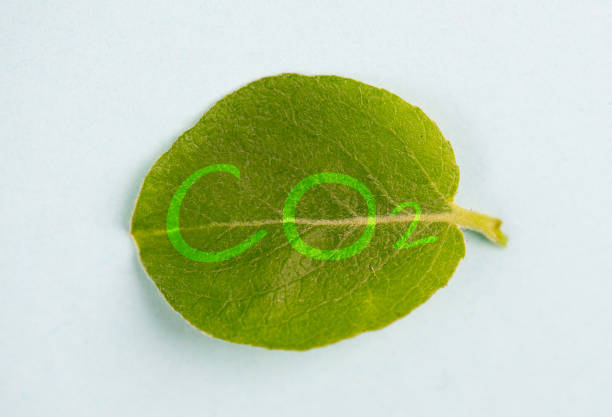 istock CO 2 is standing on a green leaf, save and protection of planet earth, csr concept, environment discussion, renewable sustainable ressources 1494544926