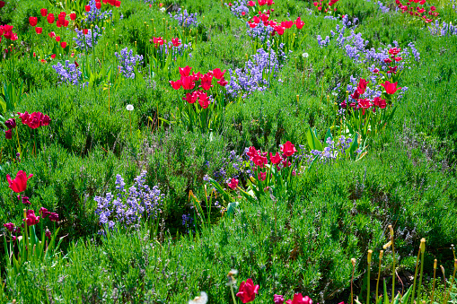 Tulips and other flowers in flowerbed in park like garden. \