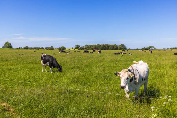 istock Cattles in a grass meadow in the countryside 1494545362