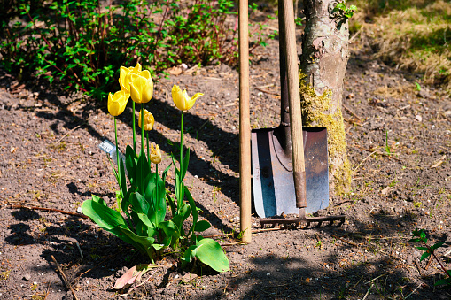 Old garden with tulips and apple tree. Garden tools leaning against tree