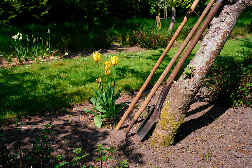Old garden with tulips and apple tree. Garden tools leaning against tree