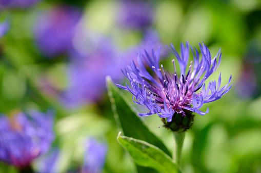 Close-up of lavender color flowers. \