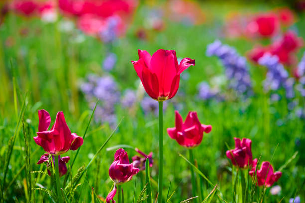 Red vivid colored flowers in flowerbed