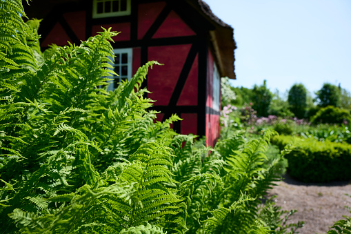 A pretty Scandinavian thatched red cottage and lush garden.