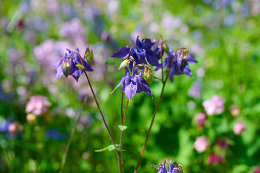 Purple flower in flowerbed. Selective focus on foreground. \