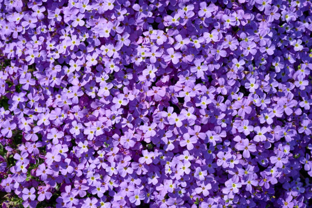 istock Flowers in garden close-up 1494546341