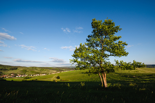 Lonely tree and field of grass and perfect sky background