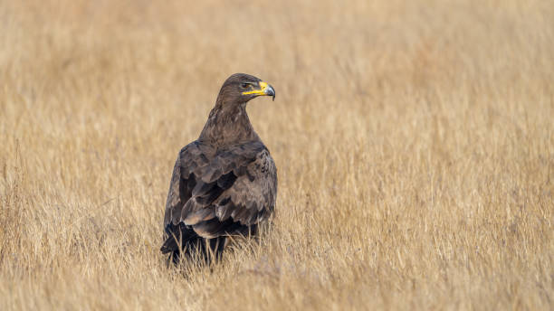 The steppe eagle (Aquila nipalensis) The steppe eagle (Aquila nipalensis) steppe eagle aquila nipalensis stock pictures, royalty-free photos & images