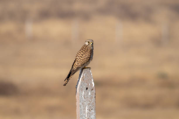 the common kestrel (falco tinnunculus) - eyas imagens e fotografias de stock