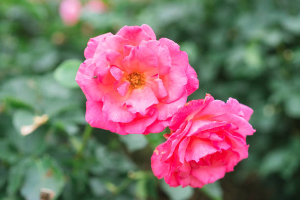 istock Colorful roses blooming in Shinjuku 1494548644