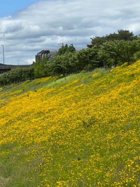 istock An endless field of yellow flowers blooming. 1494548701