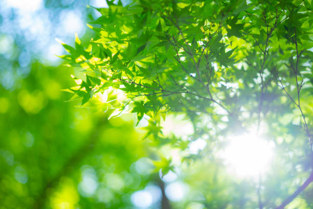 istock Scenery of urban park in Tokyo 1494548721