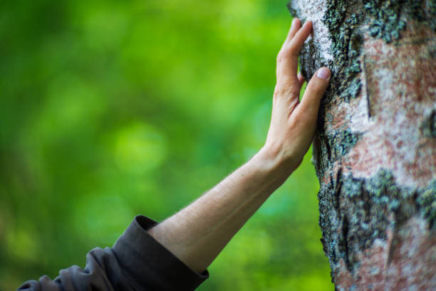 istock A man's hand touch the tree trunk close-up. Bark wood.Caring for the environment. The ecology concept of saving the world and love nature by human 1494549011