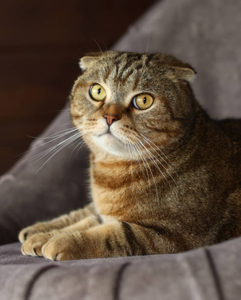 istock Scottish fold cat lies on a chair. 1494549538