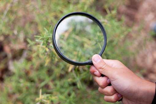 A child's hand holds a magnifying glass, using it to observe a plant inquisitively, delving into the wonders of nature up close.