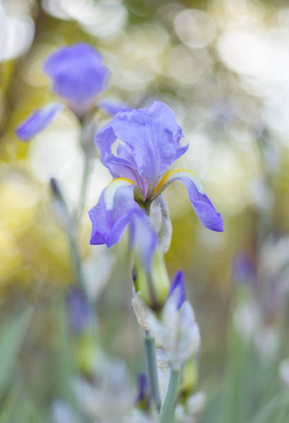 istock Violet air flower on background with bokeh. 1494550242