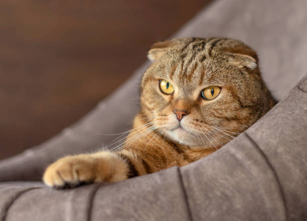 istock Scottish fold cat lies on a chair. 1494550338