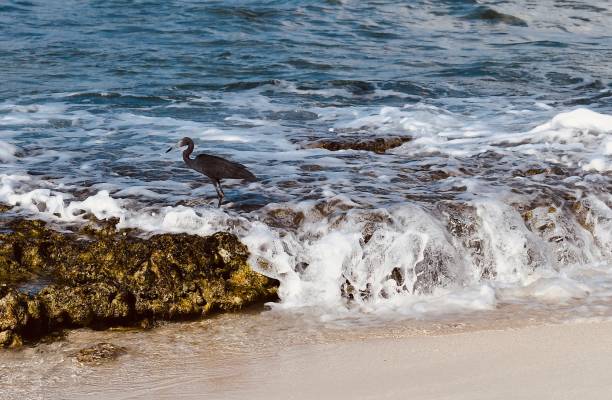 istock Caribbean Sea Washes Around Black Herron 1494550341