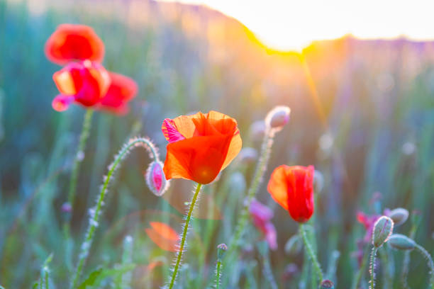 Poppy field and - wheat during springtime in SpainBarcelona province