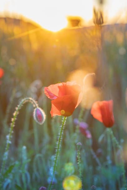 istock Poppy field details - Sunset in wheat field 1494550524