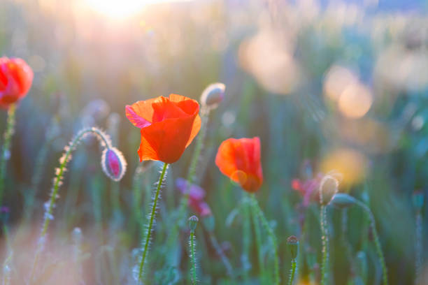 istock Poppy field details - Sunset in wheat field 1494550525