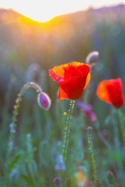 istock Poppy field details - Sunset in wheat field 1494550543