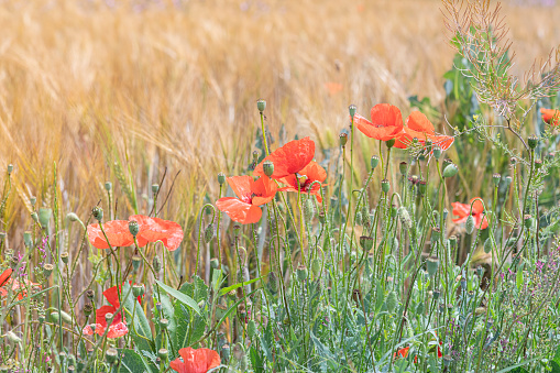 Rural landscape with a cornfield and red poppies in Bavaria