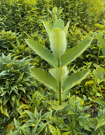 Remote village with Cultivation of Amomum subulatum commonly known as large cardamom, in Todey ,Kalimpong.