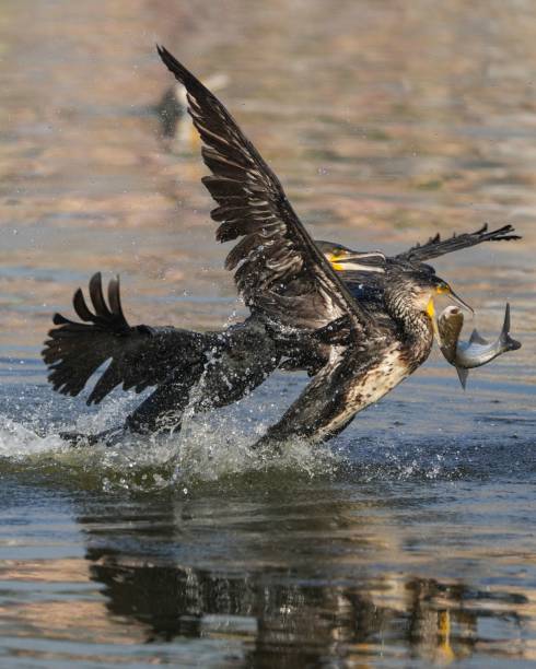 большая птица вот-вот взлетит из воды с рыбой в ней - giant perch стоковые фото и изображения