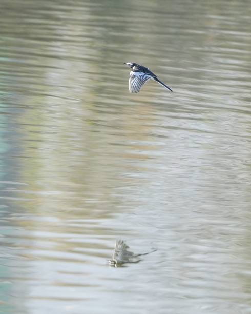 istock a small bird flying over some water near trees and rocks 1494550852
