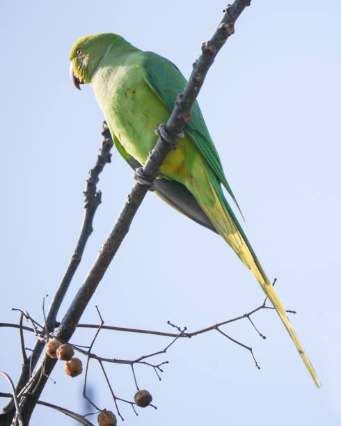 istock a green and yellow bird is perched on a branch next to berries 1494550856
