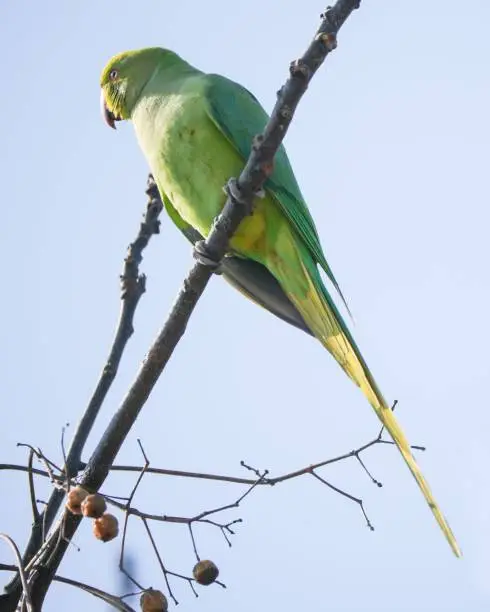 A small bird with green and yellow plumage sits on a branch of a tree, near a cluster of ripe, red berries