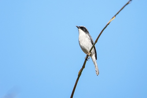 A single bird is perched atop a twig, its beak open in preparation to sing
