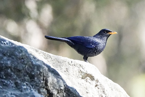 An isolated black bird perched atop a large boulder in a rural forest setting