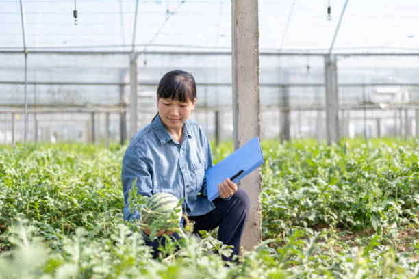 una contadina lavora in una serra per piantare angurie - business mature adult employment issues women foto e immagini stock