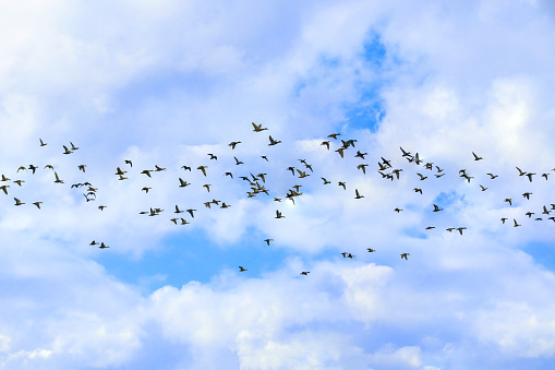 Flock of flying feral pigeons (Columba livia domestica or Columba livia forma urbana) against a blue sky.