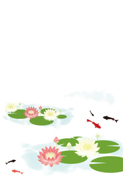 jest to ilustracja w tle stawu z kwitnącymi liliami wodnymi i pływającymi złotymi rybkami. - floating on water petal white background water stock illustrations