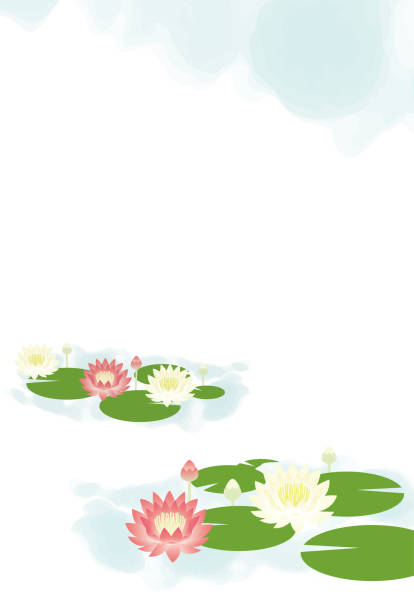 이것은 수련이 만발한 풍경의 배경 그림입니다. - floating on water petal white background water stock illustrations