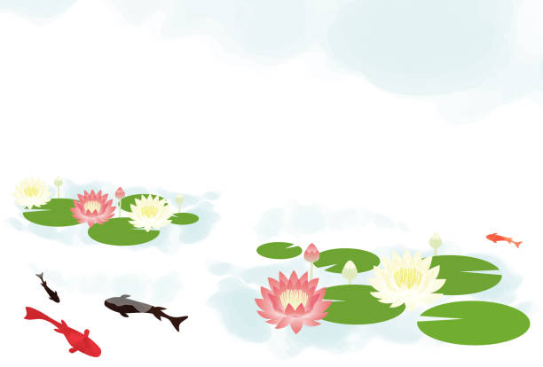 이것은 피는 수련과 헤엄치는 금붕어가 있는 연못의 배경 그림입니다. - floating on water petal white background water stock illustrations